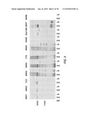 ANTIBODIES THAT BIND TO AN EPITOPE ON THE HUNTINGTON S DISEASE PROTEIN diagram and image