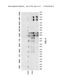 ANTIBODIES THAT BIND TO AN EPITOPE ON THE HUNTINGTON S DISEASE PROTEIN diagram and image