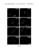 ANTIBODIES THAT BIND TO AN EPITOPE ON THE HUNTINGTON S DISEASE PROTEIN diagram and image