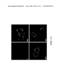 ANTIBODIES THAT BIND TO AN EPITOPE ON THE HUNTINGTON S DISEASE PROTEIN diagram and image