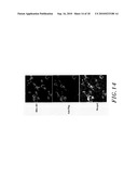 ANTIBODIES THAT BIND TO AN EPITOPE ON THE HUNTINGTON S DISEASE PROTEIN diagram and image