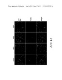 ANTIBODIES THAT BIND TO AN EPITOPE ON THE HUNTINGTON S DISEASE PROTEIN diagram and image