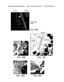 Vaccine Nanotechnology diagram and image