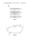 Potato with Enhanced Resistance to Greening and Decay and Infusion Process to Obtain Such Resistance diagram and image