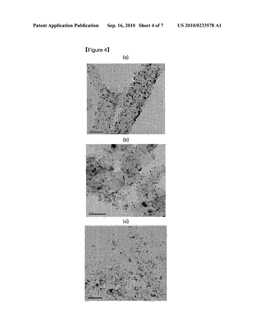 Process for the Electrochemical Catalysts of Fuel Cells Based on Polymer Electrolytes - diagram, schematic, and image 05