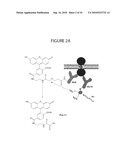 Methods of Determining Patient Response By Measurement of HER-2 Expression diagram and image