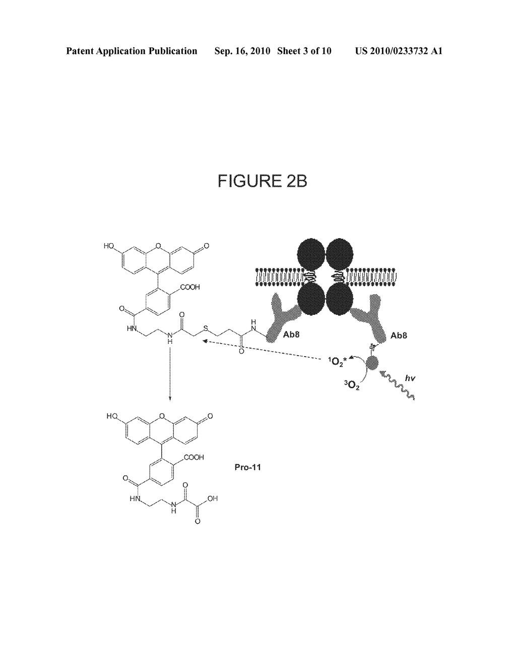 Methods of Determining Patient Response By Measurement of HER-2 Expression - diagram, schematic, and image 04