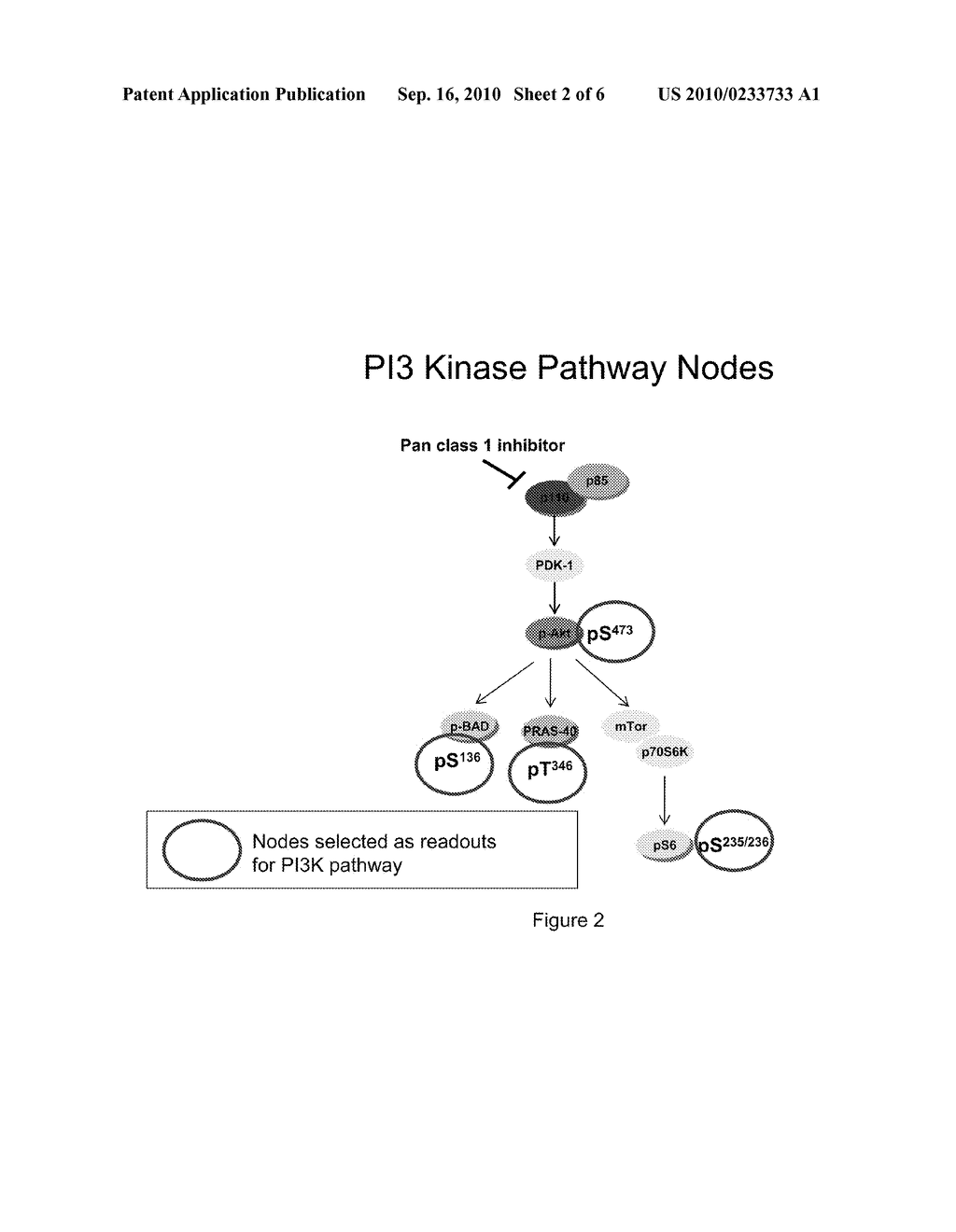 MULTIPLE MECHANISMS FOR MODULATION OF THE PI3 KINASE PATHWAY - diagram, schematic, and image 03