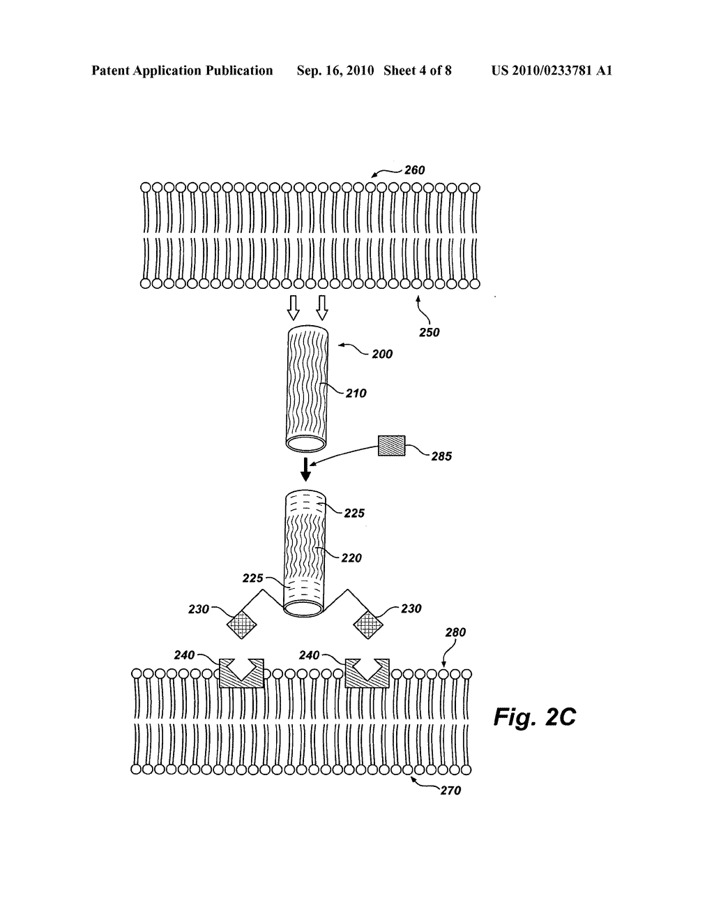 Tubular nanostructure targeted to cell membrane - diagram, schematic, and image 05