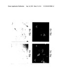 LIVER TISSUE SOURCE diagram and image