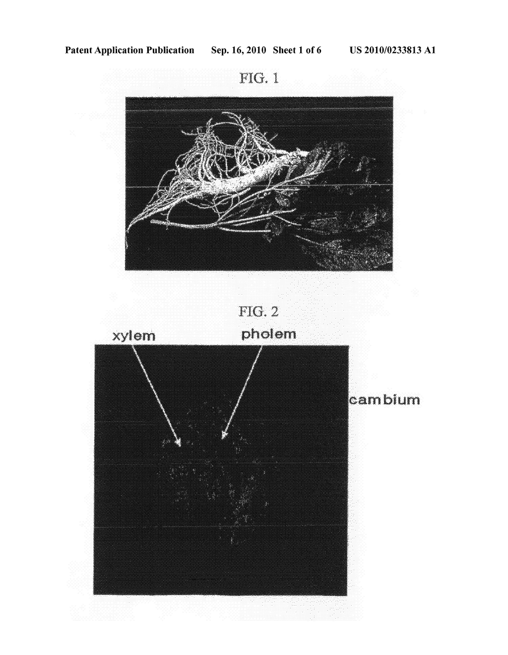 PLANT STEM CELL LINE DERIVED FROM CAMBIUM OF HERBACEIOUS PLANT WITH STORAGE ROOT AND METHOD FOR ISOLATING THE SAME - diagram, schematic, and image 02