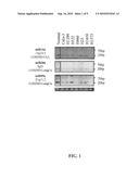 DIAGNOSIS AND TREATMENT OF CANCERS WITH MicroRNA LOCATED IN OR NEAR CANCER-ASSOCIATED CHROMOSOMAL FEATURES diagram and image