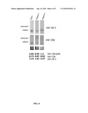 DIAGNOSIS AND TREATMENT OF CANCERS WITH MicroRNA LOCATED IN OR NEAR CANCER-ASSOCIATED CHROMOSOMAL FEATURES diagram and image