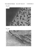 BETA SHEET TAPES RIBBONS IN TISSUE ENGINEERING diagram and image