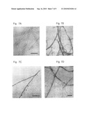 BETA SHEET TAPES RIBBONS IN TISSUE ENGINEERING diagram and image