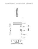 siRNA target hypoxia-inducible factor 1 diagram and image