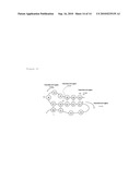 METHOD FOR PREDICTING SECONDARY STRUCTURE OF RNA, AN APPARATUS FOR PREDICTING AND A PREDICTING PROGRAM diagram and image