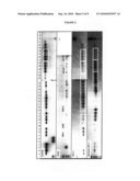 PRODUCTION OF TRANSGENIC AVIAN ORGANISMS EMPLOYING EMBRYONIC STEM CELLS diagram and image