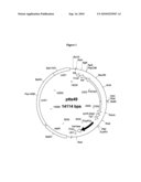 Rice Pollen-Preferential Promoters And Uses Thereof diagram and image