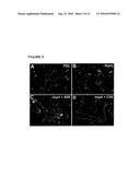 SUBSTITUTED TRIAZINE COMPOUNDS FOR NERVE REGENERATION diagram and image