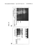 GENE SENSITIVE TO BONE/JOINT DISEASE AND USE THEREOF diagram and image