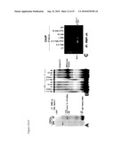 COMPOSITIONS COMPRISING VASCULAR AND MYOCYTE PROGENITOR CELLS AND METHODS OF THEIR USE diagram and image