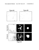 Peptide Linked Cell Matrix Materials for Stem Cells and Methods of Using the Same diagram and image