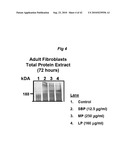 PROMOTING ECM PRODUCTION BY FIBROBLAST CELLS AND/OR PROMOTING MIGRATION OF FIBROBLAST CELLS IN A BIOLOGICAL SYSTEM diagram and image