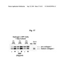 PROMOTING ECM PRODUCTION BY FIBROBLAST CELLS AND/OR PROMOTING MIGRATION OF FIBROBLAST CELLS IN A BIOLOGICAL SYSTEM diagram and image