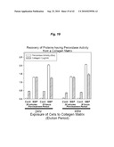 PROMOTING ECM PRODUCTION BY FIBROBLAST CELLS AND/OR PROMOTING MIGRATION OF FIBROBLAST CELLS IN A BIOLOGICAL SYSTEM diagram and image