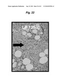 PROMOTING ECM PRODUCTION BY FIBROBLAST CELLS AND/OR PROMOTING MIGRATION OF FIBROBLAST CELLS IN A BIOLOGICAL SYSTEM diagram and image