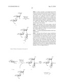 GLYCOCONJUGATES AND USE THEREOF AS VACCINE AGAINST SHIGELLA FLEXNERI SEROTYPE 3A AND X diagram and image