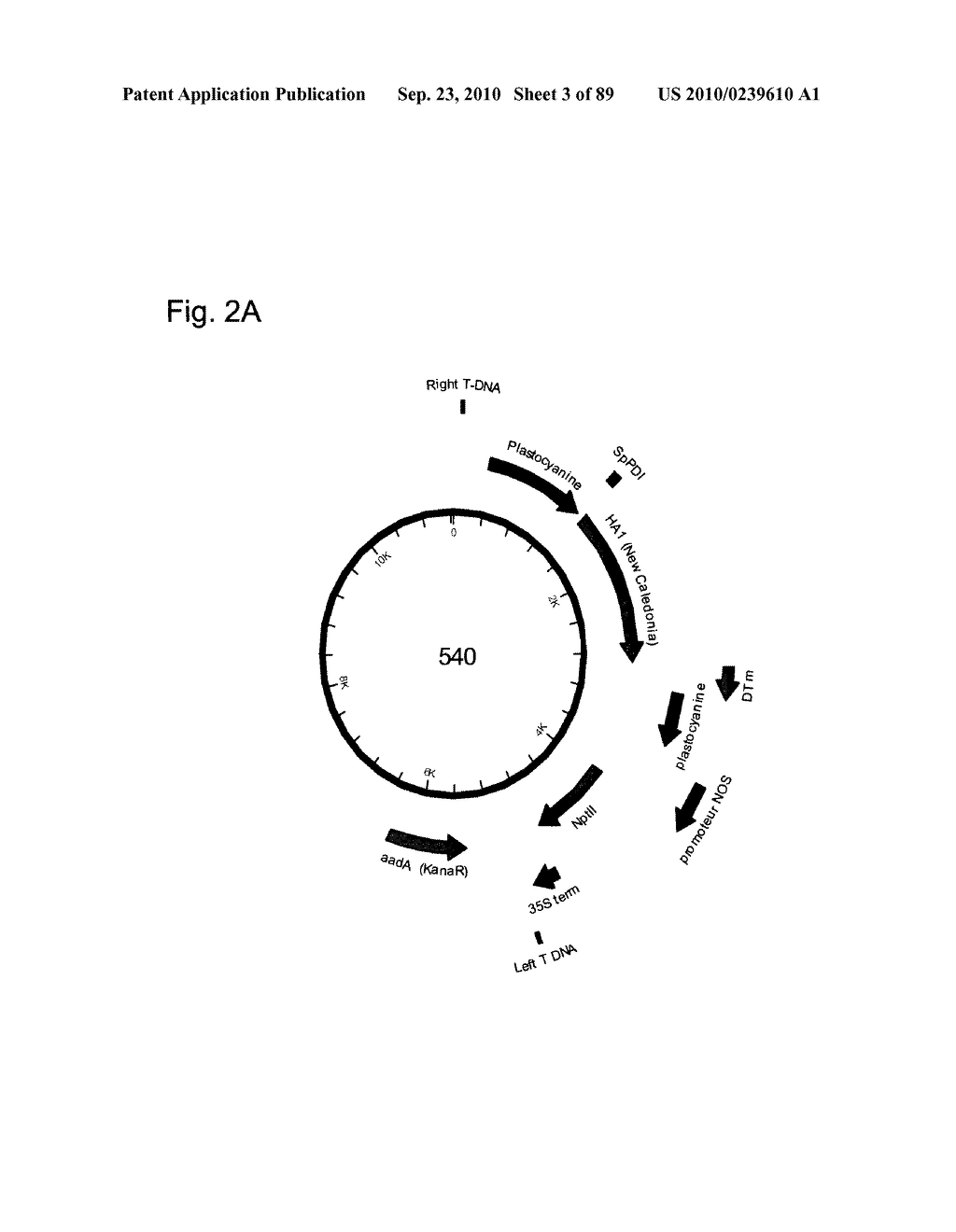 INFLUENZA VIRUS-LIKE PARTICLES (VLPS) COMPRISING HEMAGGLUTININ PRODUCED WITHIN A PLANT - diagram, schematic, and image 04