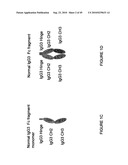 IMMUNOGLOBULIN CONSTANT REGION FC RECEPTOR BINDING AGENTS diagram and image