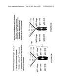 IMMUNOGLOBULIN CONSTANT REGION FC RECEPTOR BINDING AGENTS diagram and image