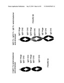 IMMUNOGLOBULIN CONSTANT REGION FC RECEPTOR BINDING AGENTS diagram and image