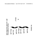 IMMUNOGLOBULIN CONSTANT REGION FC RECEPTOR BINDING AGENTS diagram and image