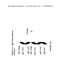 IMMUNOGLOBULIN CONSTANT REGION FC RECEPTOR BINDING AGENTS diagram and image