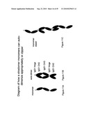 IMMUNOGLOBULIN CONSTANT REGION FC RECEPTOR BINDING AGENTS diagram and image