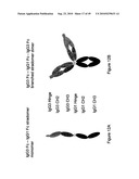 IMMUNOGLOBULIN CONSTANT REGION FC RECEPTOR BINDING AGENTS diagram and image