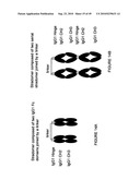 IMMUNOGLOBULIN CONSTANT REGION FC RECEPTOR BINDING AGENTS diagram and image