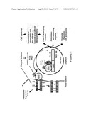 FLAXSEED LIGNAN COMPLEX, METHODS OF USING AMD COMPOSITIONS THEREOF diagram and image