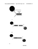 Parallel Proximity Ligation Event Analysis diagram and image