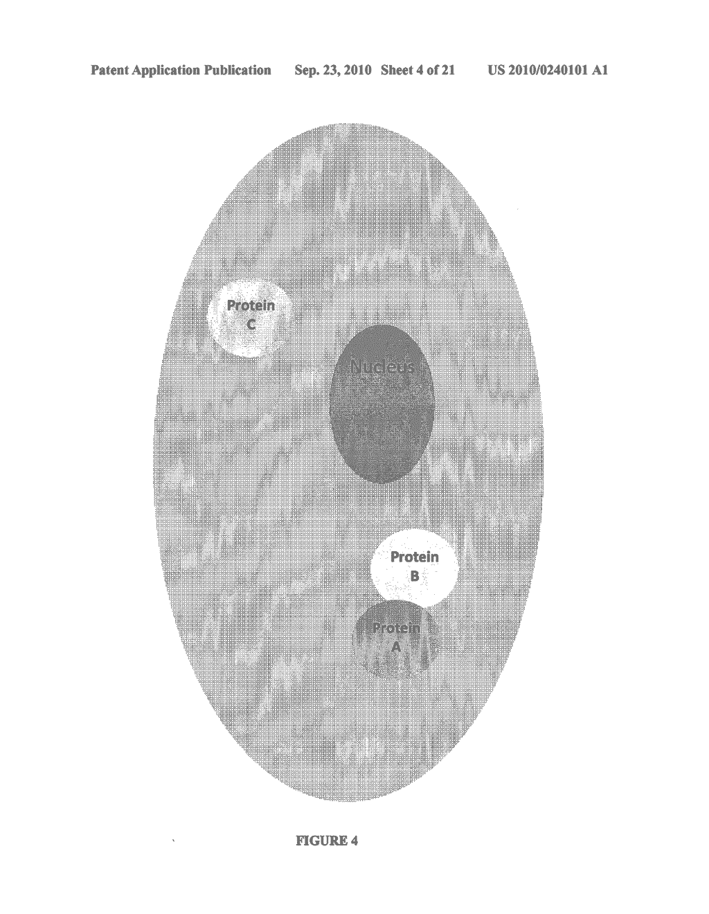 Parallel Proximity Ligation Event Analysis - diagram, schematic, and image 05