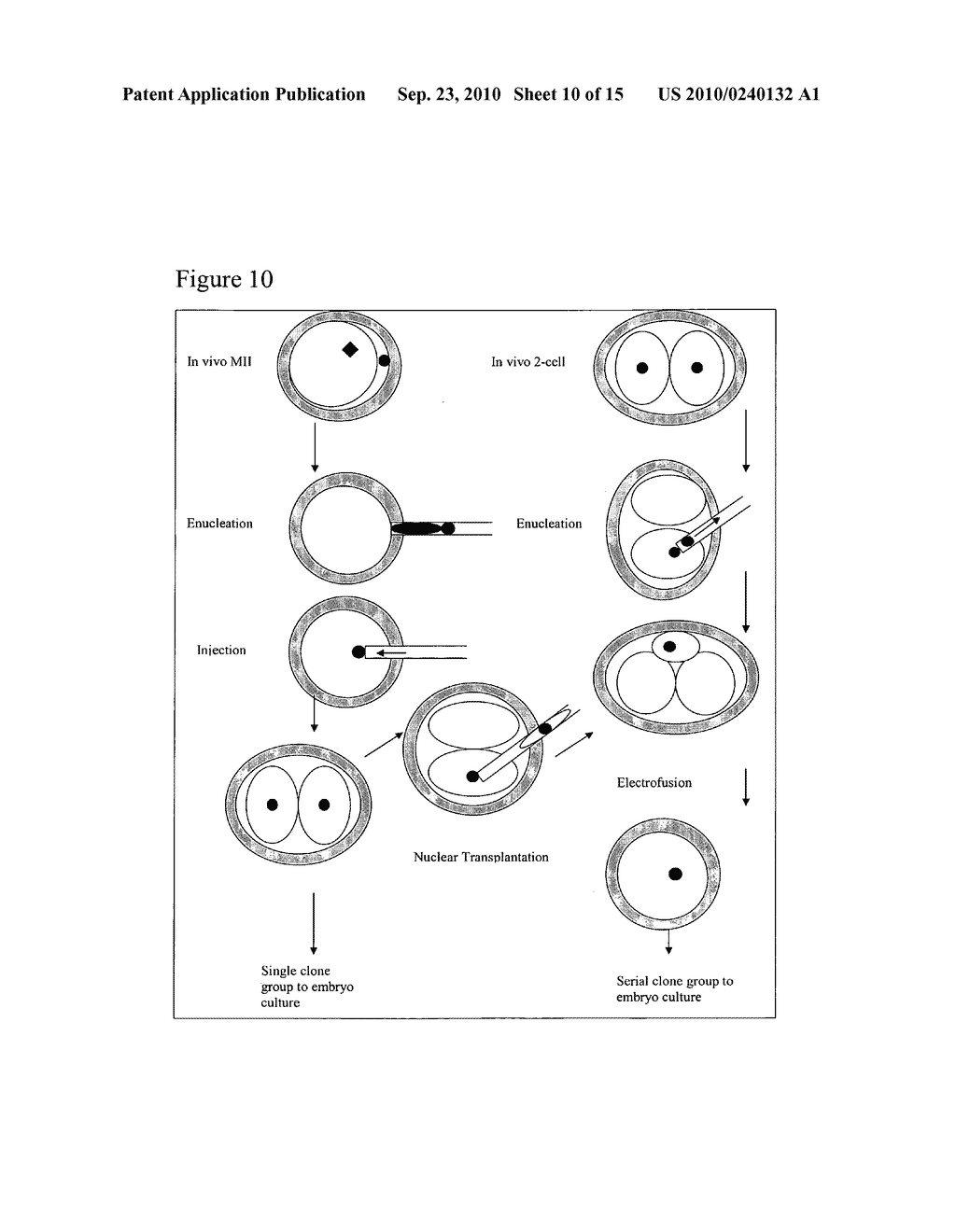 HIGHLY EFFICIENT METHODS FOR REPROGRAMMING DIFFERENTIATED CELLS AND FOR GENERATING ANIMALS AND EMBRYONIC STEM CELLS FROM REPROGRAMMED CELLS - diagram, schematic, and image 11