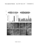 Compositions and Methods for Transposon Mutagenesis of Human Embryonic Stem Cells diagram and image