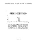 Compositions and Methods for Transposon Mutagenesis of Human Embryonic Stem Cells diagram and image