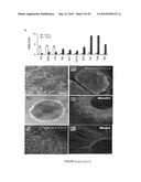 Compositions and Methods for Transposon Mutagenesis of Human Embryonic Stem Cells diagram and image