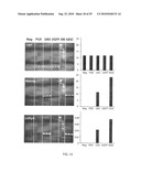 Compositions and Methods for Transposon Mutagenesis of Human Embryonic Stem Cells diagram and image