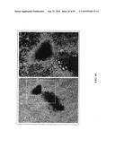 Compositions and Methods for Transposon Mutagenesis of Human Embryonic Stem Cells diagram and image